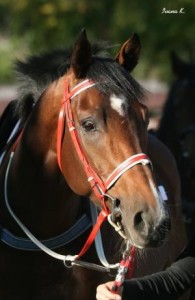 Obrazek