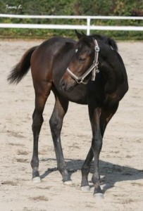 Obrazek