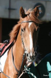 Obrazek