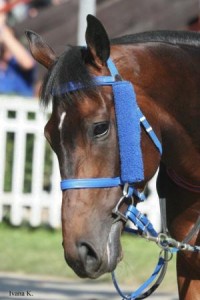Obrazek