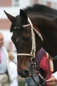 Obrazek