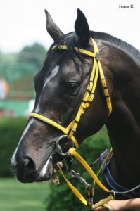 Obrazek