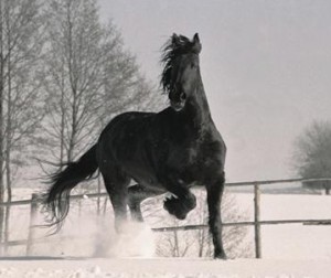 Obrazek